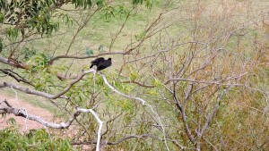 pajaros arbol