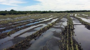 Arroz-Norte-BB-chacra-Arapey-16-9-728